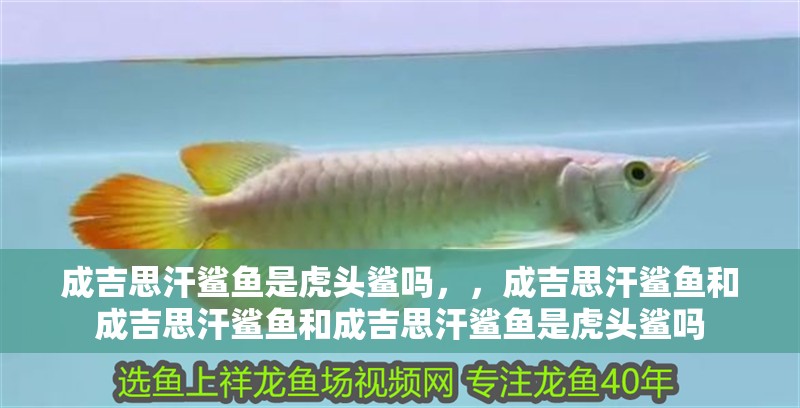 成吉思汗鯊魚(yú)是虎頭鯊嗎，，成吉思汗鯊魚(yú)和成吉思汗鯊魚(yú)和成吉思汗鯊魚(yú)是虎頭鯊嗎