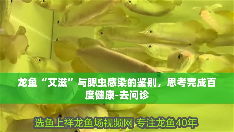 龍魚“艾滋”與腮蟲感染的鑒別，思考完成百度健康-去問診