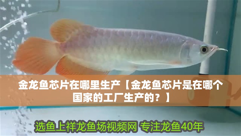 金龍魚芯片在哪里生產【金龍魚芯片是在哪個國家的工廠生產的？】