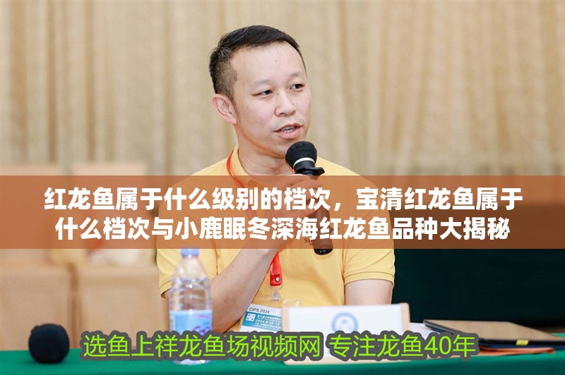 紅龍魚屬于什么級(jí)別的檔次，寶清紅龍魚屬于什么檔次與小鹿眠冬深海紅龍魚品種大揭秘