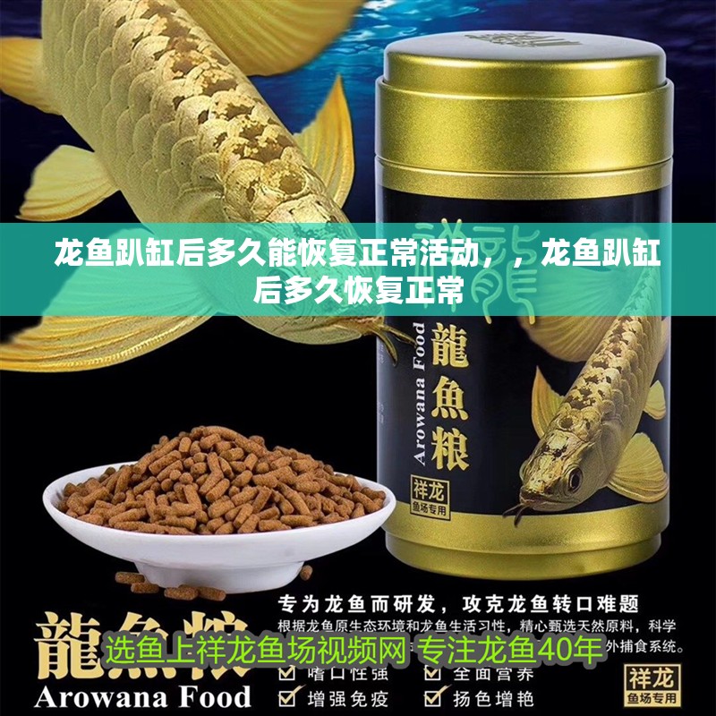 龍魚趴缸后多久能恢復正常活動，，龍魚趴缸后多久恢復正常