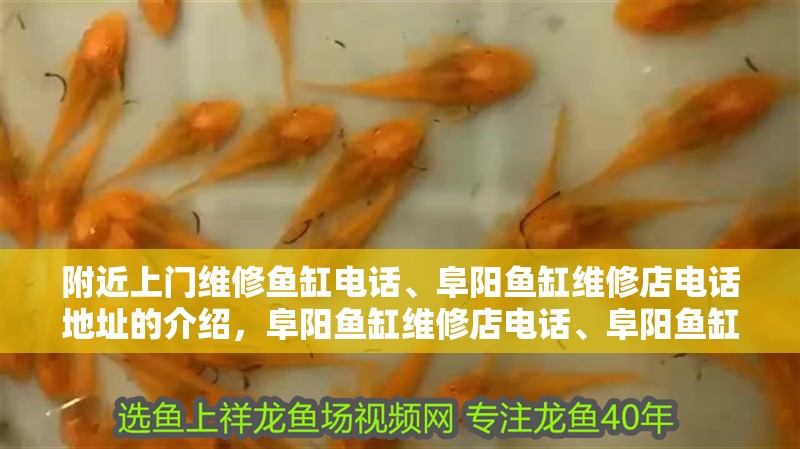 附近上門維修魚缸電話、阜陽魚缸維修店電話地址的介紹，阜陽魚缸維修店電話、阜陽魚缸維修店電話地址介紹