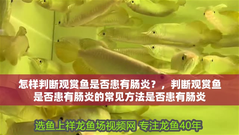 怎樣判斷觀賞魚是否患有腸炎？，判斷觀賞魚是否患有腸炎的常見方法是否患有腸炎
