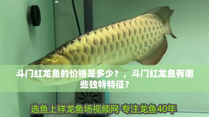 斗門紅龍魚的價格是多少？，斗門紅龍魚有哪些獨特特征？