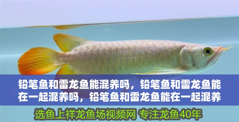 鉛筆魚和雷龍魚能混養嗎，鉛筆魚和雷龍魚能在一起混養嗎，鉛筆魚和雷龍魚能在一起混養嗎