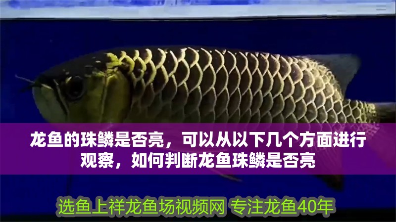 龍魚的珠鱗是否亮，可以從以下幾個方面進行觀察，如何判斷龍魚珠鱗是否亮