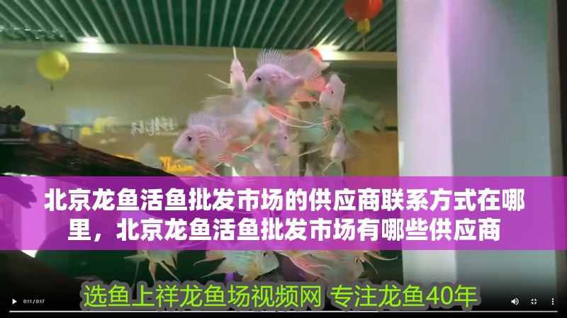北京龍魚活魚批發(fā)市場的供應(yīng)商聯(lián)系方式在哪里，北京龍魚活魚批發(fā)市場有哪些供應(yīng)商