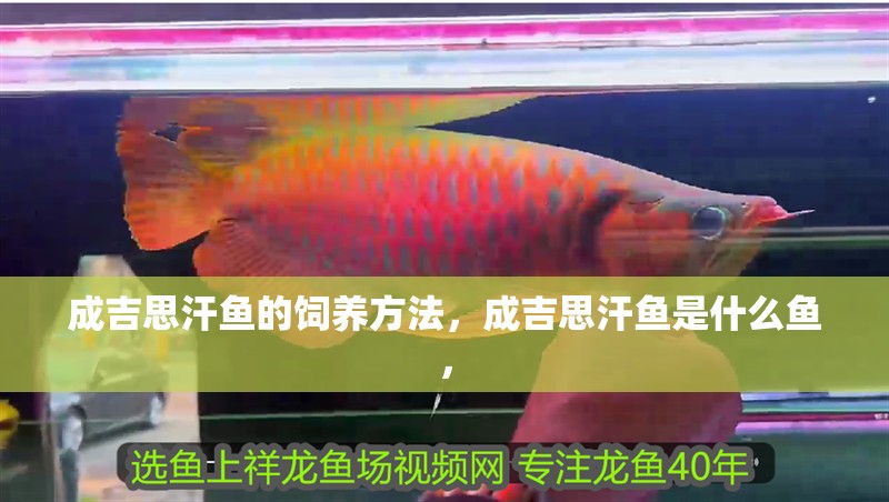 成吉思汗魚的飼養方法，成吉思汗魚是什么魚，