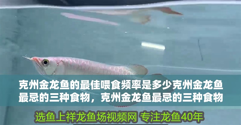 克州金龍魚的最佳喂食頻率是多少克州金龍魚最忌的三種食物，克州金龍魚最忌的三種食物