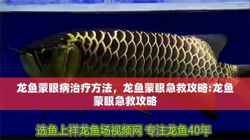 龍魚蒙眼病治療方法，龍魚蒙眼急救攻略:龍魚蒙眼急救攻略