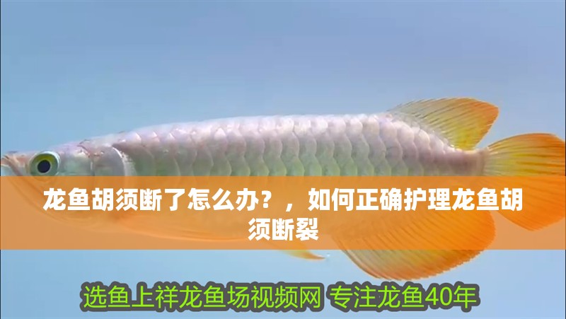 龍魚胡須斷了怎么辦？，如何正確護理龍魚胡須斷裂
