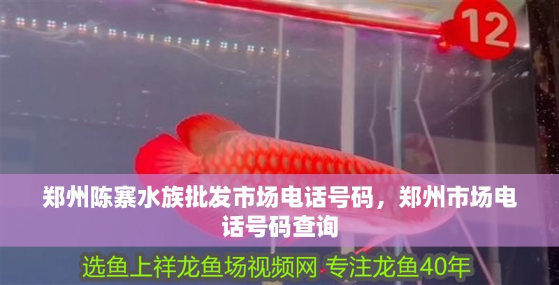 鄭州陳寨水族批發(fā)市場電話號(hào)碼，鄭州市場電話號(hào)碼查詢