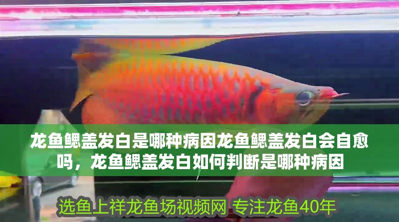 龍魚鰓蓋發白是哪種病因龍魚鰓蓋發白會自愈嗎，龍魚鰓蓋發白如何判斷是哪種病因