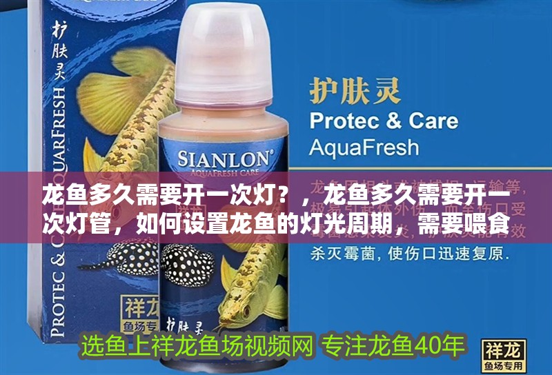 龍魚多久需要開一次燈？，龍魚多久需要開一次燈管，如何設(shè)置龍魚的燈光周期，需要喂食嗎