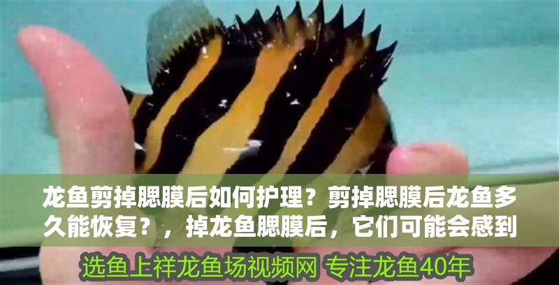 龍魚剪掉腮膜后如何護理？剪掉腮膜后龍魚多久能恢復？，掉龍魚腮膜后，它們可能會感到疼痛，