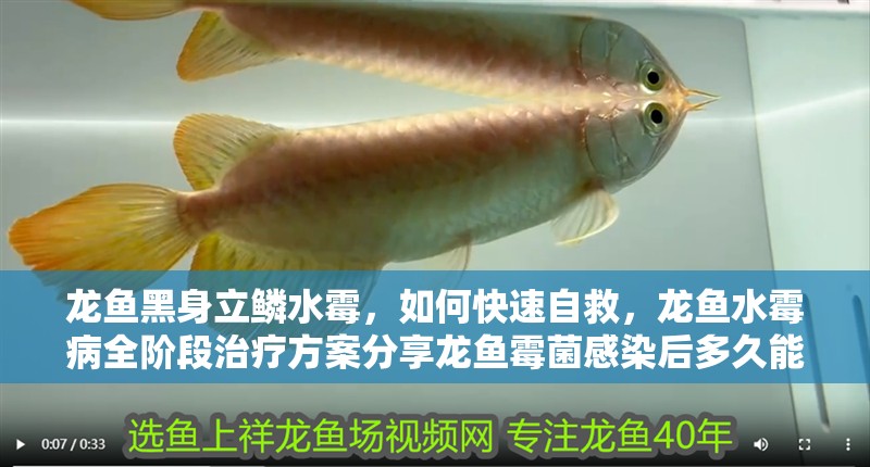 龍魚黑身立鱗水霉，如何快速自救，龍魚水霉病全階段治療方案分享龍魚霉菌感染后多久能恢復(fù)