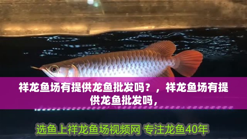 祥龍魚場有提供龍魚批發嗎？，祥龍魚場有提供龍魚批發嗎，