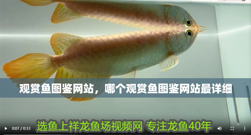 觀賞魚圖鑒網站，哪個觀賞魚圖鑒網站最詳細