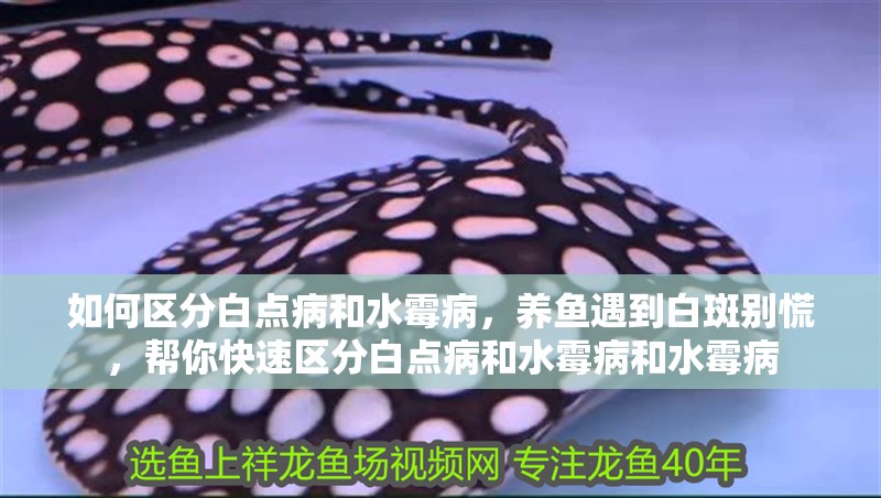 如何區分白點病和水霉病，養魚遇到白斑別慌，幫你快速區分白點病和水霉病和水霉病