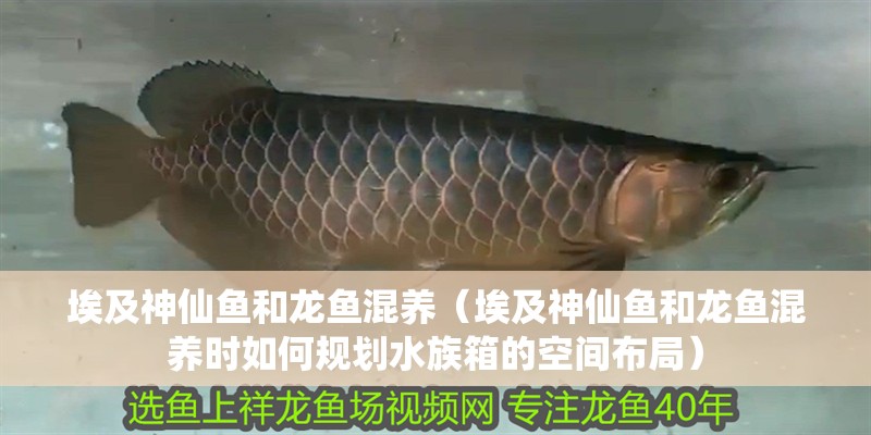 埃及神仙魚和龍魚混養（埃及神仙魚和龍魚混養時如何規劃水族箱的空間布局）