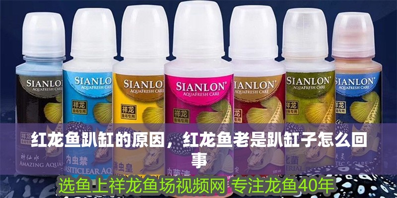 紅龍魚趴缸的原因，紅龍魚老是趴缸子怎么回事