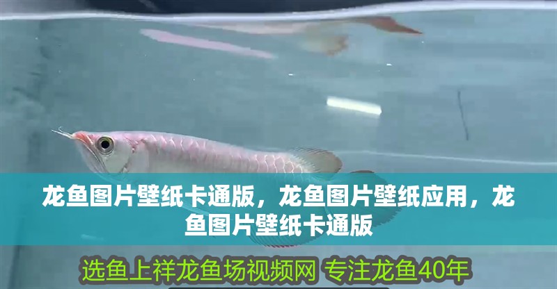 龍魚圖片壁紙卡通版，龍魚圖片壁紙應用，龍魚圖片壁紙卡通版