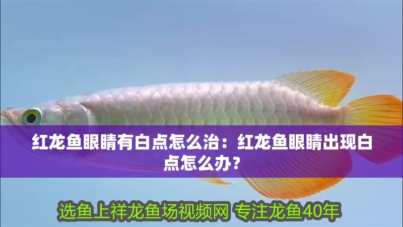 紅龍魚眼睛有白點(diǎn)怎么治：紅龍魚眼睛出現(xiàn)白點(diǎn)怎么辦？