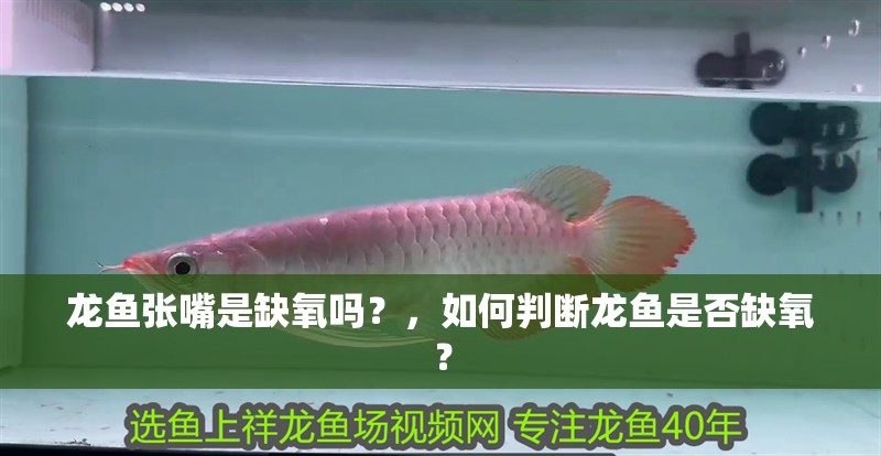 龍魚張嘴是缺氧嗎？，如何判斷龍魚是否缺氧？