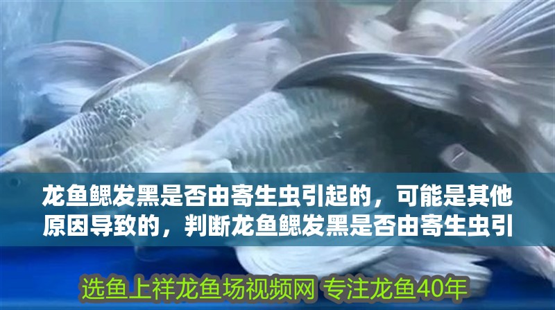 龍魚鰓發黑是否由寄生蟲引起的，可能是其他原因導致的，判斷龍魚鰓發黑是否由寄生蟲引起的方法是其他原因導致的