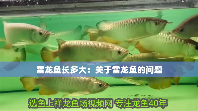 雷龍魚長(zhǎng)多大：關(guān)于雷龍魚的問(wèn)題