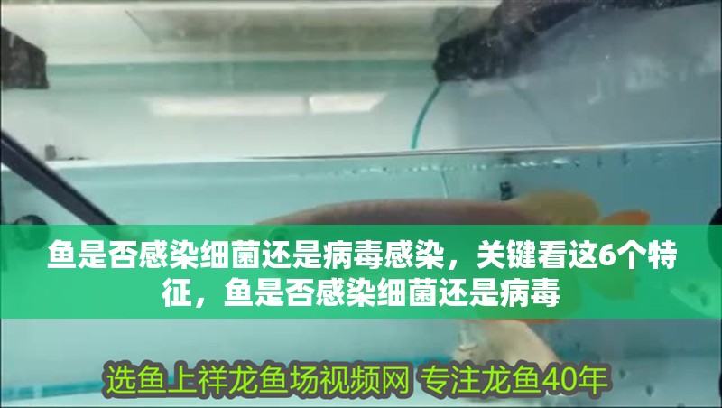 魚是否感染細(xì)菌還是病毒感染，關(guān)鍵看這6個(gè)特征，魚是否感染細(xì)菌還是病毒