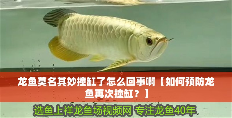 龍魚莫名其妙撞缸了怎么回事啊【如何預防龍魚再次撞缸？】