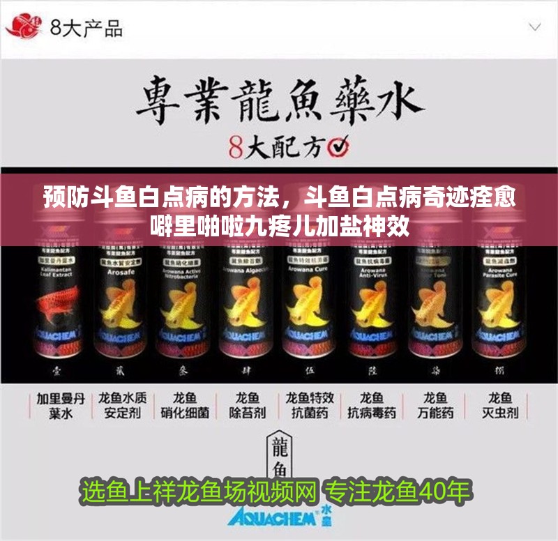 預防斗魚白點病的方法，斗魚白點病奇跡痊愈噼里啪啦九疼兒加鹽神效