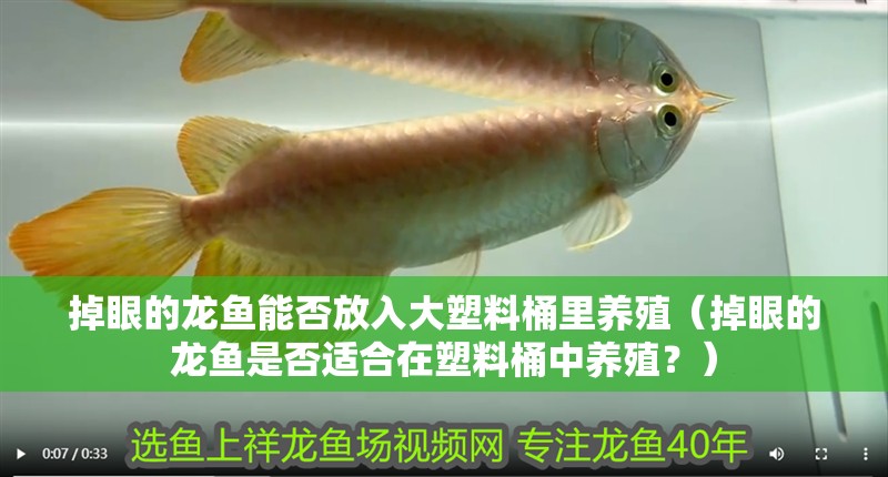 掉眼的龍魚能否放入大塑料桶里養(yǎng)殖（掉眼的龍魚是否適合在塑料桶中養(yǎng)殖？）