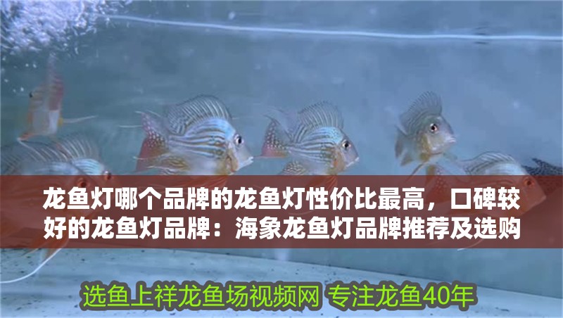 龍魚燈哪個品牌的龍魚燈性價比最高，口碑較好的龍魚燈品牌：海象龍魚燈品牌推薦及選購指南