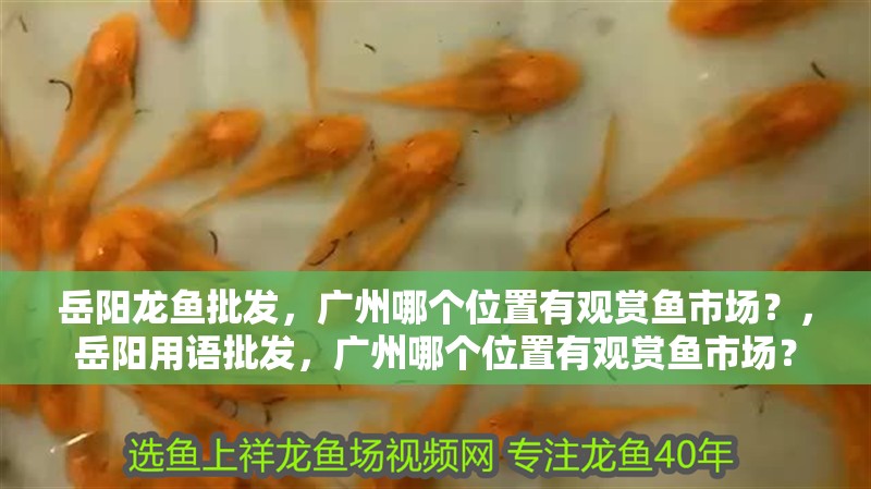 岳陽龍魚批發，廣州哪個位置有觀賞魚市場？，岳陽用語批發，廣州哪個位置有觀賞魚市場？