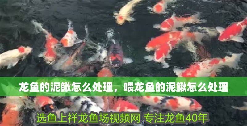 龍魚的泥鰍怎么處理，喂龍魚的泥鰍怎么處理