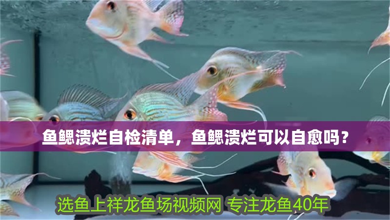魚鰓潰爛自檢清單，魚鰓潰爛可以自愈嗎？