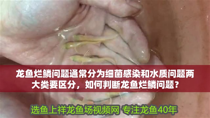 龍魚爛鱗問題通常分為細(xì)菌感染和水質(zhì)問題兩大類要區(qū)分，如何判斷龍魚爛鱗問題？