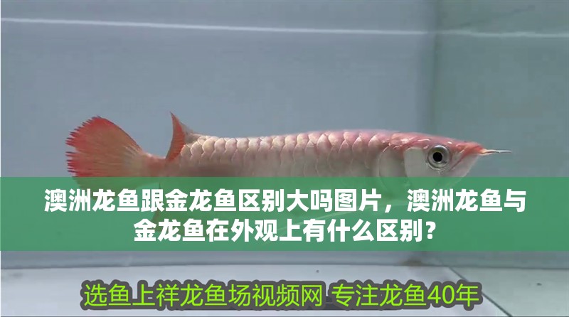 澳洲龍魚跟金龍魚區別大嗎圖片，澳洲龍魚與金龍魚在外觀上有什么區別？