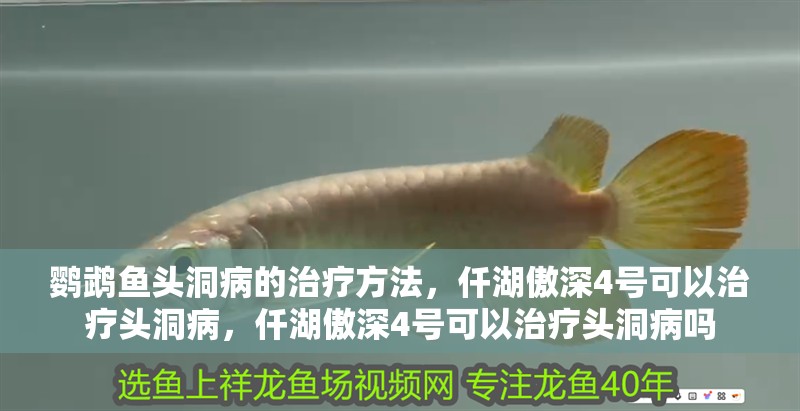 鸚鵡魚頭洞病的治療方法，仟湖傲深4號可以治療頭洞病，仟湖傲深4號可以治療頭洞病嗎
