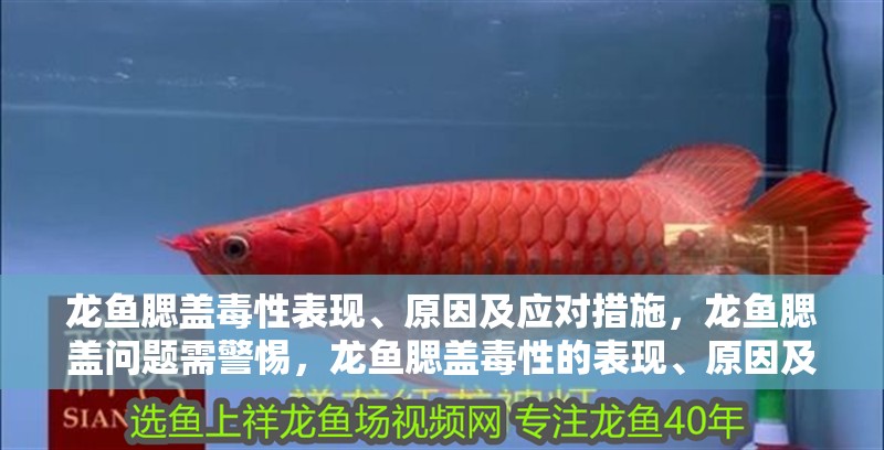 龍魚腮蓋毒性表現(xiàn)、原因及應(yīng)對措施，龍魚腮蓋問題需警惕，龍魚腮蓋毒性的表現(xiàn)、原因及應(yīng)對措施