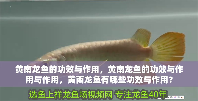 黃南龍魚的功效與作用，黃南龍魚的功效與作用與作用，黃南龍魚有哪些功效與作用？