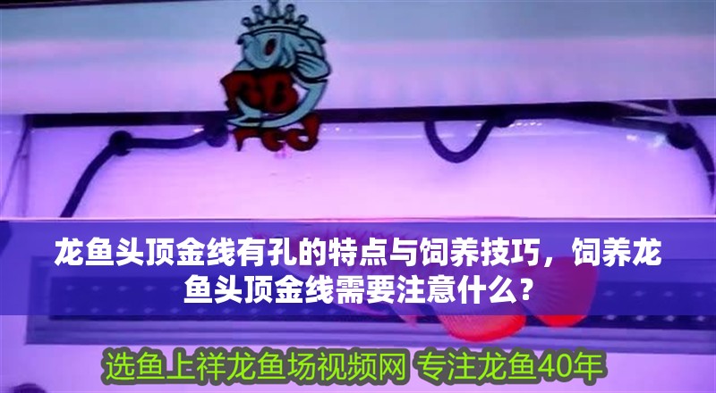 龍魚頭頂金線有孔的特點與飼養技巧，飼養龍魚頭頂金線需要注意什么？
