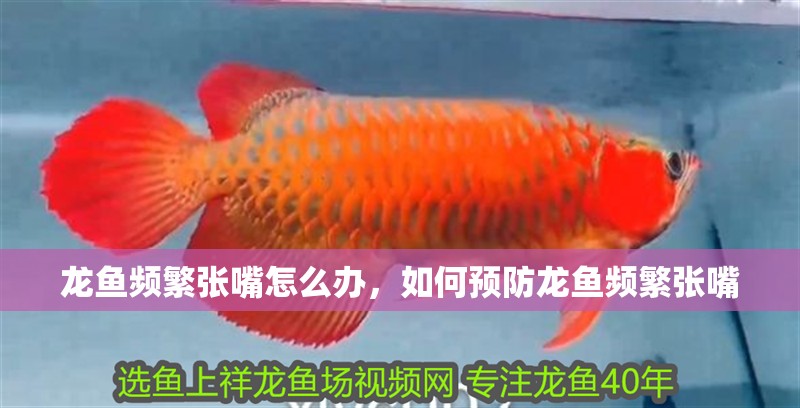 龍魚頻繁張嘴怎么辦，如何預防龍魚頻繁張嘴