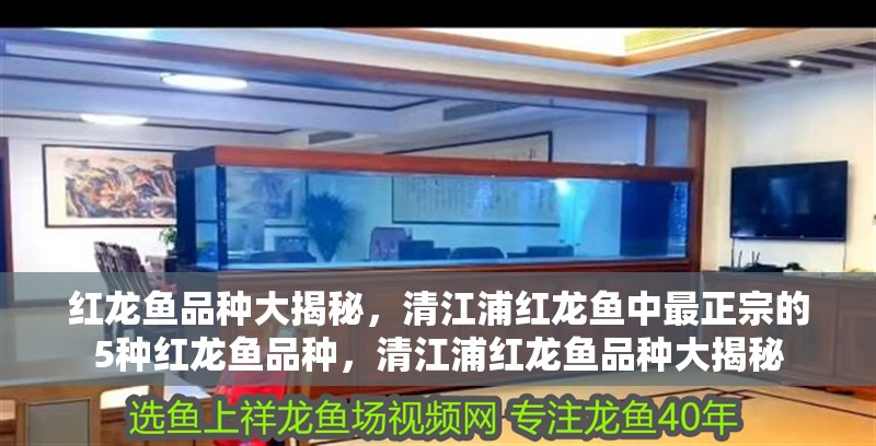 紅龍魚品種大揭秘，清江浦紅龍魚中最正宗的5種紅龍魚品種，清江浦紅龍魚品種大揭秘