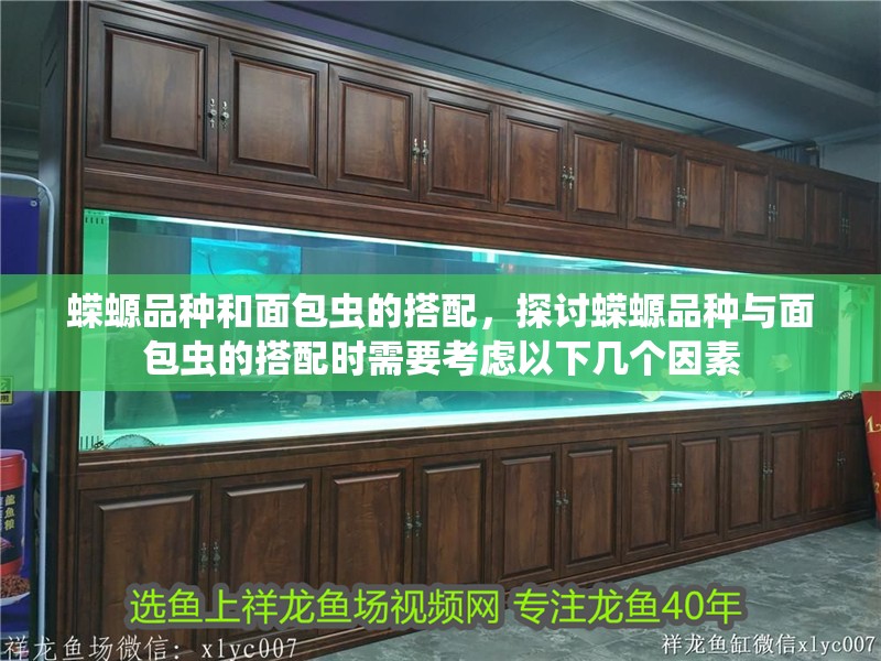 蠑螈品種和面包蟲的搭配，探討蠑螈品種與面包蟲的搭配時(shí)需要考慮以下幾個(gè)因素