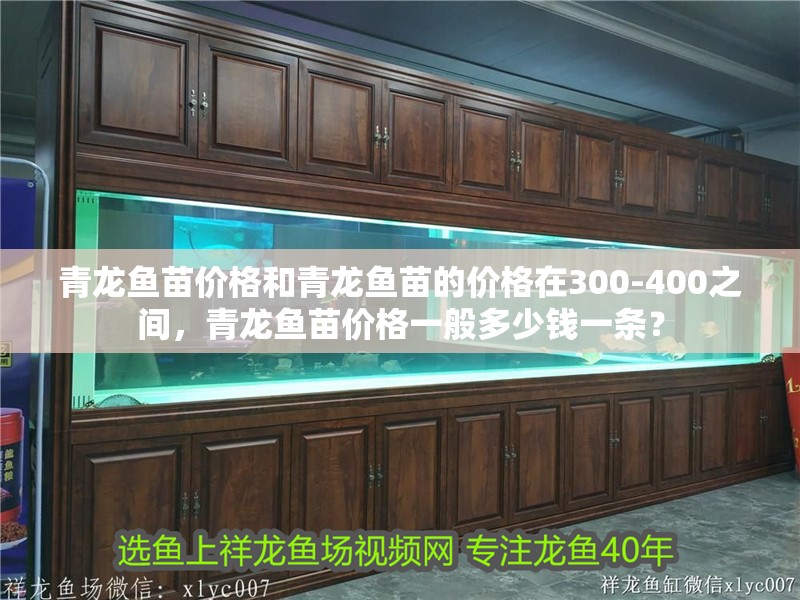 青龍魚苗價格和青龍魚苗的價格在300-400之間，青龍魚苗價格一般多少錢一條？