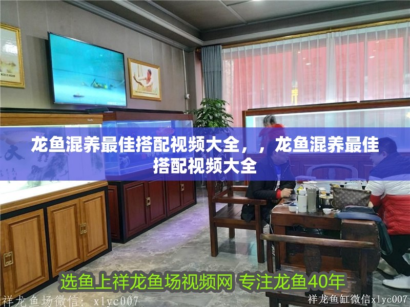 龍魚混養(yǎng)最佳搭配視頻大全，，龍魚混養(yǎng)最佳搭配視頻大全