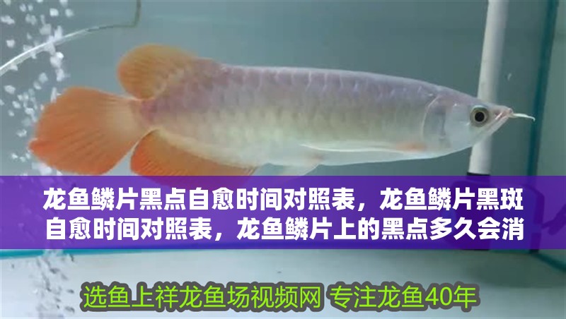 龍魚鱗片黑點(diǎn)自愈時(shí)間對(duì)照表，龍魚鱗片黑斑自愈時(shí)間對(duì)照表，龍魚鱗片上的黑點(diǎn)多久會(huì)消失